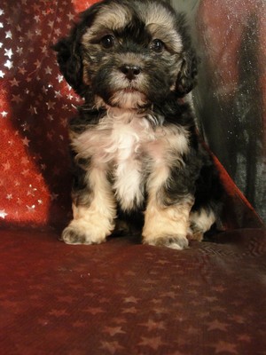 Teddy Bears|Puppy for sale|Lhasa Bichon Puppies|North Iowa Breeder|Ready 2012 July